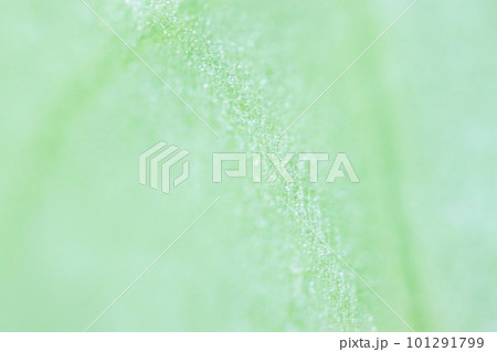 葉脈の筋やシミの入った透明感のある明るいミントグリーン色の抽象テクスチャー 101291799