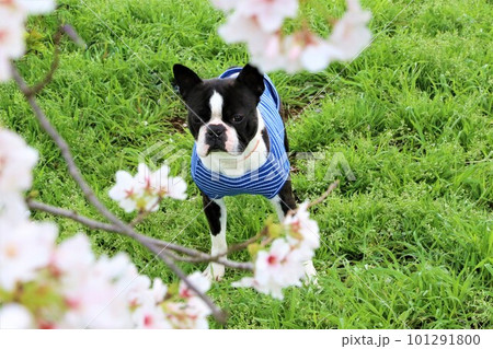 満開の桜の下で見つめる青いボーダーシャツを着たボストンテリアのマイティくん♡ 101291800