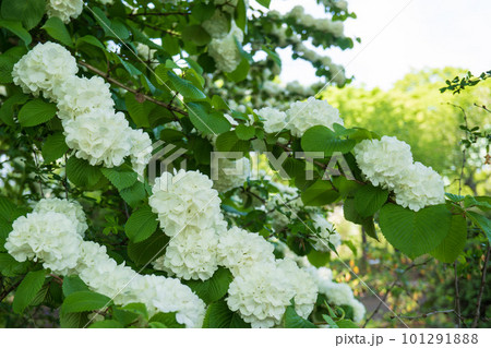 紫陽花に似た白い花を咲かせたオオデマリ 紫陽花に似た白い花を咲かせたオオデマリ 101291888