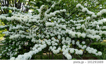 沢山の白い花を咲かせて枝を伸ばしたオオデマリ 沢山の白い花を咲かせて枝を伸ばしたオオデマリ 101291889