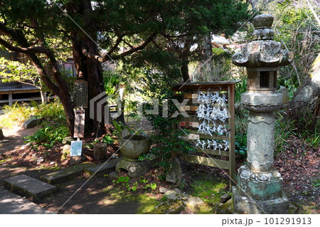 栖足寺　 静岡県賀茂郡河津町 101291913
