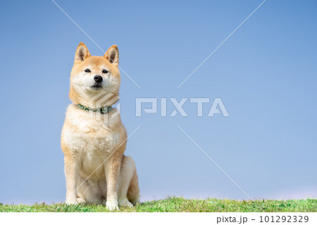 青空と柴犬 青空と犬 柴犬、犬、日本犬、ペット 青空と柴犬 青空と犬 柴犬、犬、日本犬、ペット 101292329