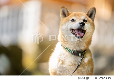 日本家屋と柴犬　和建築と日本犬　柴犬、犬、日本犬、ペット 101292339