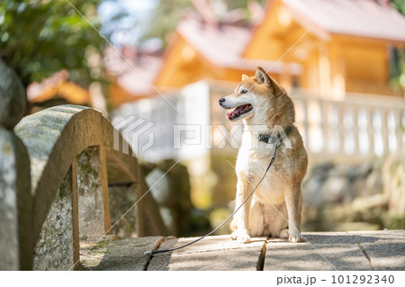 日本家屋と柴犬　和建築と日本犬　柴犬、犬、日本犬、ペット 101292340
