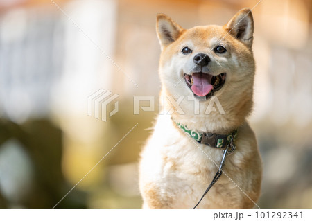 日本家屋と柴犬　和建築と日本犬　柴犬、犬、日本犬、ペット 101292341