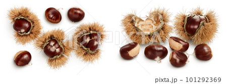 opened sweet chestnut in its spiky husk isolated on white. Top view. Flat lay. 101292369