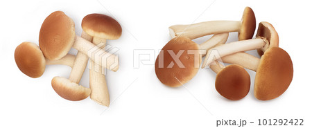 honey fungus mushrooms isolated on white background . Top view. Flat lay. 101292422