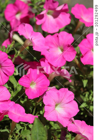 夏に咲くピンク色の花 101292499