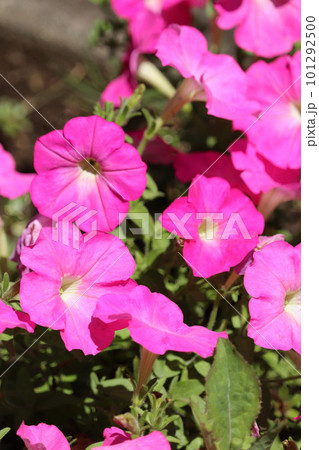 夏に咲くピンクの花 101292500