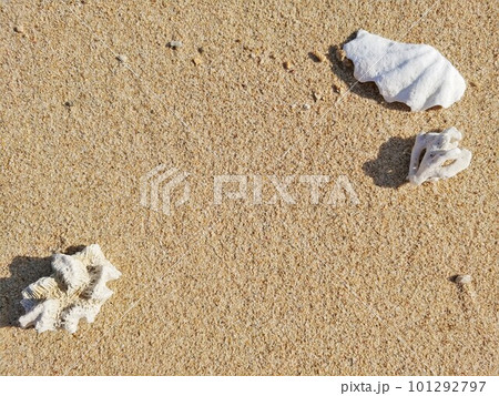 砂浜のサンゴと貝がら5　沖縄 101292797