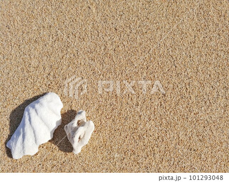 砂浜のサンゴと貝がら9　沖縄 101293048