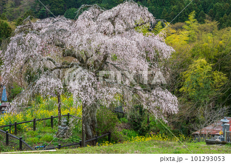 みやま淡彩桜 土佐原のしだれ桜 寄 みやま淡彩桜 土佐原のしだれ桜 寄 101293053