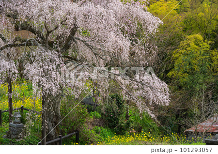 みやま淡彩桜 土佐原のしだれ桜 寄 みやま淡彩桜 土佐原のしだれ桜 寄 101293057