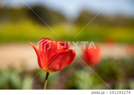 赤いチューリップ 101293274