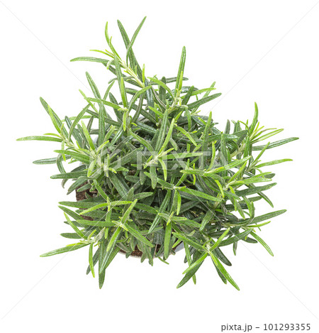 Rosemary, young plant in gray plastic pot. Salvia rosmarinus, aromatic and evergreen shrub with fragrant needle-like green leaves, used as medicinal and culinary herb. Isolated from above, over white. Rosemary, young plant in gray plastic pot. Salvia rosmarinus, aromatic and evergreen shrub with fragrant needle-like green leaves, used as medicinal and culinary herb. Isolated from above, over white. 101293355
