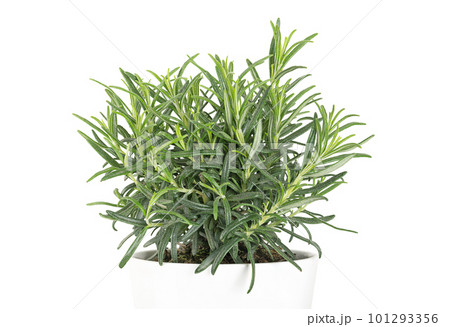 Rosemary, young plant in a white pot. Salvia rosmarinus, an aromatic, evergreen shrub with fragrant needle-like green leaves. A medicinal and culinary herb. Front view, isolated, on white background. Rosemary, young plant in a white pot. Salvia rosmarinus, an aromatic, evergreen shrub with fragrant needle-like green leaves. A medicinal and culinary herb. Front view, isolated, on white background. 101293356