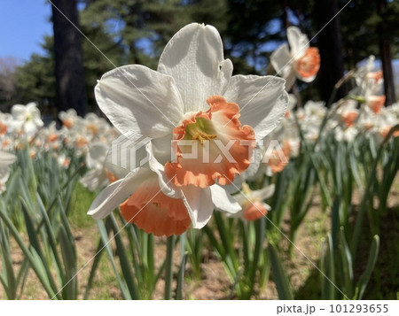 ひたち海浜公園 日差しを浴びる白いスイセン  101293655
