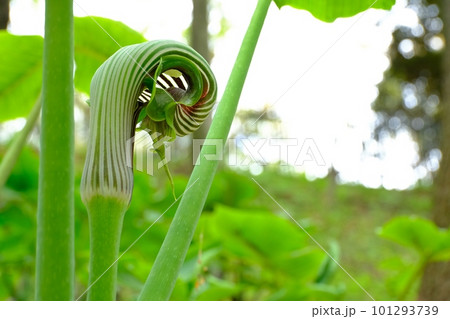 個性的な植物　ムサシアブミ　 101293739