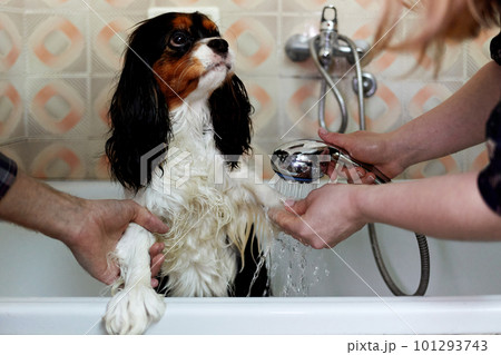 Owners wash their dog's paws in the bath Owners wash their dog's paws in the bath 101293743