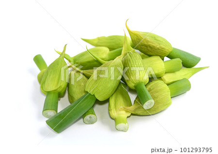 薄い皮をつけたままのネギボウズ 101293795