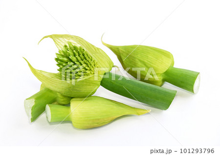 薄い皮をつけたままのネギボウズ 101293796