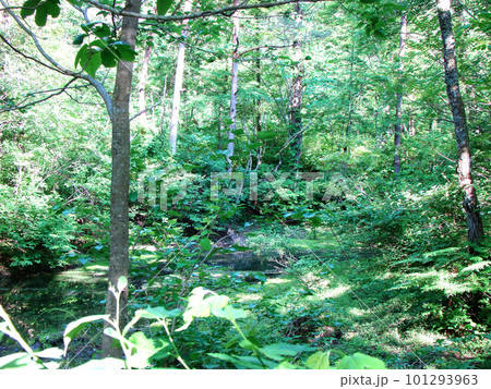 裏磐梯五色沼 裏磐梯五色沼 101293963