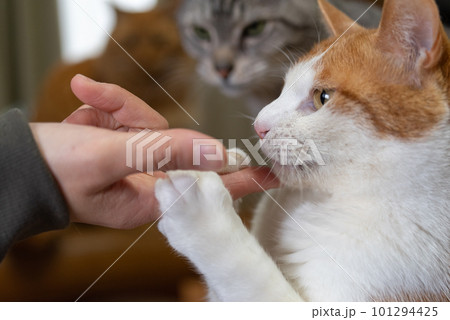 人の指を舐める猫 茶トラ白 人の指を舐める猫 茶トラ白 101294425