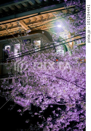 夜桜と電車 夜桜と電車 101294441