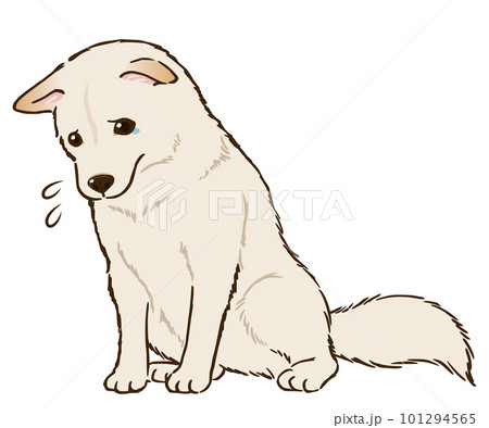 お座りして悲しむ柴犬(白柴) お座りして悲しむ柴犬(白柴) 101294565