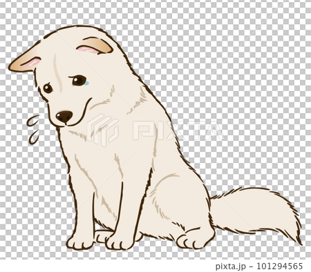お座りして悲しむ柴犬(白柴) お座りして悲しむ柴犬(白柴) 101294565