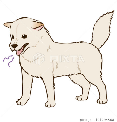 怒る柴犬(白柴) 怒る柴犬(白柴) 101294568