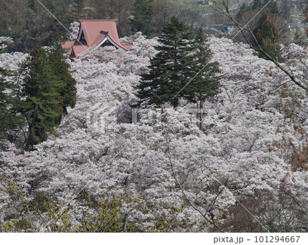 天下第一の高遠の桜003 101294667