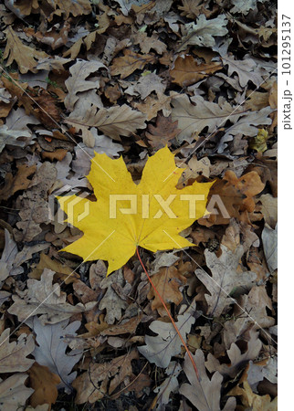 A pattern of withered oak leaves with one bright yellow maple leaf in the middle vertical stock photo A pattern of withered oak leaves with one bright yellow maple leaf in the middle vertical stock photo 101295137