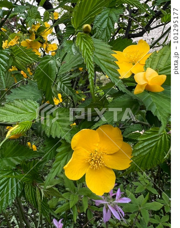 黄色い花、黄色い五弁の花、季語に使う花、春に咲く花 101295177