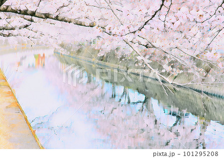 川沿いに咲き誇る桜並木 101295208