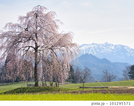 一本のしだれ桜と山のある風景 一本のしだれ桜と山のある風景 101295571
