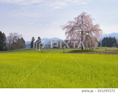 一本のしだれ桜と山のある風景 一本のしだれ桜と山のある風景 101295572