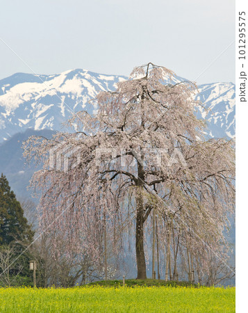 一本のしだれ桜と山のある風景 一本のしだれ桜と山のある風景 101295575