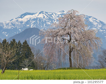 一本のしだれ桜と山のある風景 一本のしだれ桜と山のある風景 101295577