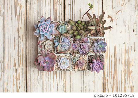 Succulent propagation. Colorful succulent garden on white wooden background Succulent propagation. Colorful succulent garden on white wooden background 101295718