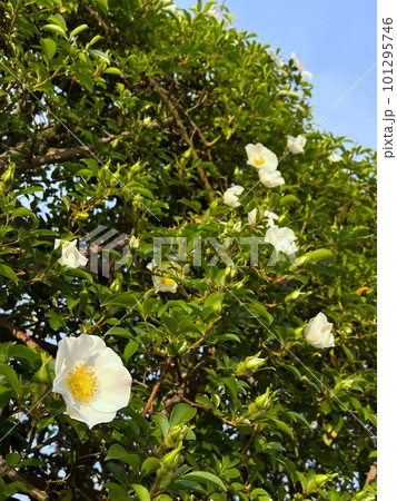 香の良い白い薔薇の花、一重のバラの花、五弁の白い花、生垣の白い花、ナニワイバラの生垣、白い花の生垣 香の良い白い薔薇の花、一重のバラの花、五弁の白い花、生垣の白い花、ナニワイバラの生垣、白い花の生垣 101295746