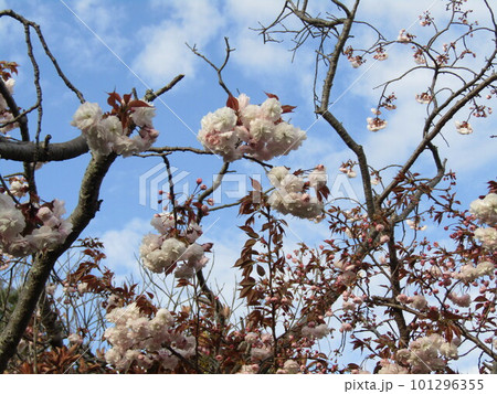 八重の桜は遅咲きのサクラ 101296355