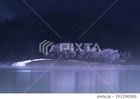 湖面に浮かぶ桜 101296360