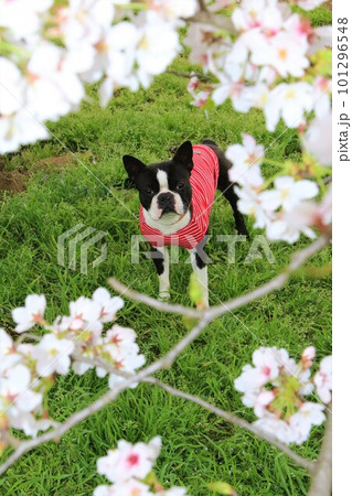 満開の桜の下で見つめる赤いボーダーシャツを着たボストンテリアのマイティくん♡ 満開の桜の下で見つめる赤いボーダーシャツを着たボストンテリアのマイティくん♡ 101296548
