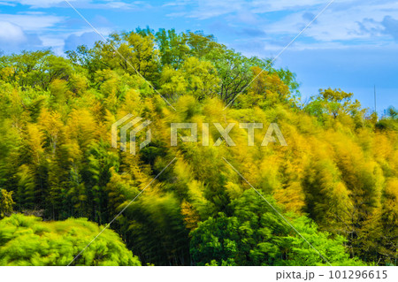 日本の横浜都市景観 春の嵐。青空と強風に揺れる竹林や木々…人生、負けないなどのイメージ 日本の横浜都市景観 春の嵐。青空と強風に揺れる竹林や木々…人生、負けないなどのイメージ 101296615