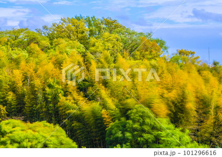 日本の横浜都市景観 春の嵐。青空と強風に揺れる竹林や木々…人生、負けないなどのイメージ 101296616