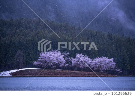 湖面に浮かぶ桜 湖面に浮かぶ桜 101296629