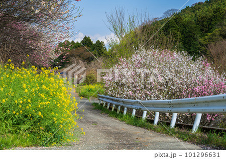 春の道 苅野原っぱ のどかな春景色の写真素材 [101296631] - PIXTA