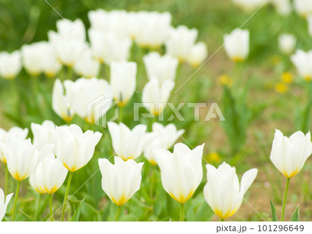 白いチューリップの花 101296649