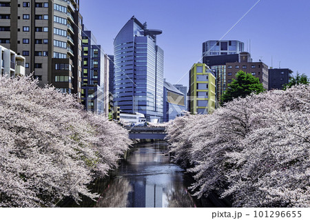 東京都　目黒川　目黒新橋付近　満開の桜 101296655